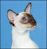 tamagodiablo