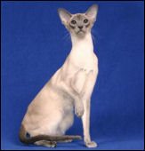 thai-yvesdejableuofkittrik