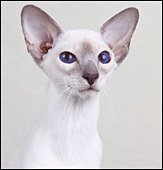 thaifongazari