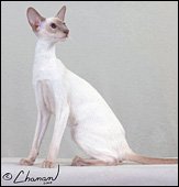thaifongkashou