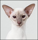 thaifongnazare