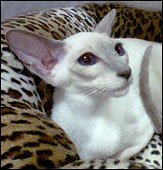thaifongqu_joh
