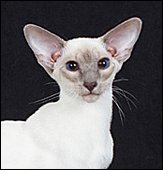 thaifongrhiannon