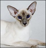 thaifongtiamoofalexy