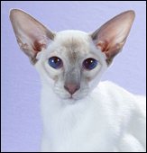 thaistarspapillon