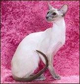 tyjunseepricillasukai