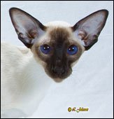 tyjunseestellaofsuttonmeows