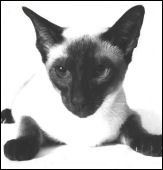 thaibokrubyfoo
