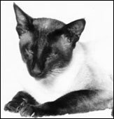 kalokekuna