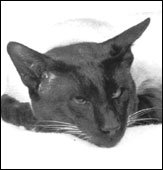 kalokepharoah