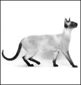 sia-mewssamraofmiserlu