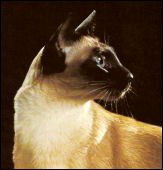 sin-chiangsichinai