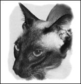 sin-chiangskaliofmar-ray