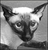 sin-chiangsriikola