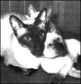 singaczardas