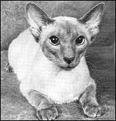 thai-marlaliqueofsusan