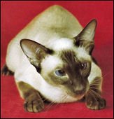 thaiboktantra